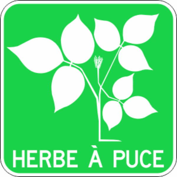 <a href="https://www.signel.ca/produit/herbe-a-puce/">Herbe à puce</a>